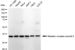 Western blotting analysis using Mediator complex subunit 4 antibody (ABIN7799350). (Recombinant Mediator Complex 抗体  (Subunit 4))