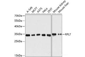 Western blot analysis of extracts of various cell lines using RPL7 Polyclonal Antibody at dilution of 1:3000.