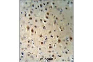 AGO1 Antibody (N-term) (R) IHC analysis in formalin fixed and paraffin embedded human brain tissue followed by peroxidase conjugation of the secondary antibody and DAB staining. (AGO1 抗体  (N-Term))