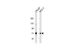 All lanes : Anti-DLAT Antibody (C-term) at 1:1000 dilution Lane 1: LNCaP whole cell lysate Lane 2: MCF-7 whole cell lysate Lysates/proteins at 20 μg per lane. (DLAT 抗体  (C-Term))