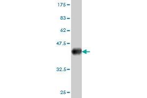 Western Blot detection against Immunogen (36. (NDC80 抗体  (AA 545-642))