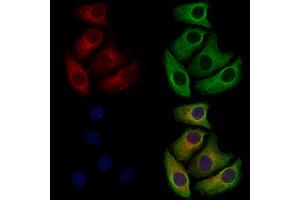 NAPE-PLD Antibody staining Hela cells by IF/ICC. (NAPEPLD 抗体  (Internal Region))