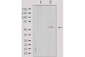 Western blot analysis of extracts from 293, using CEP55 Antibody. (CEP55 抗体  (C-Term))