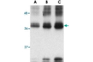 Western blot analysis of (A) 5 ng, (B) 25 ng and (C) 50 ng of recombinant TNFSF12 with TNFSF12 polyclonal antibody  at 1 ug/mL . (TWEAK 抗体)