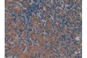 Used in DAB staining on fromalin fixed paraffin- embedded kidney tissue (TFPI 抗体  (AA 29-302))