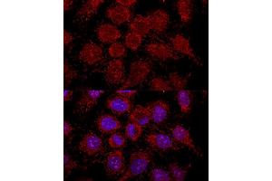 Immunofluorescence (IF) image for anti-Ribosomal Protein L30 (RPL30) (AA 1-115) antibody (ABIN6147135)