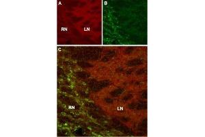 Expression of HCN4 in mouse thalamus - Immunohistochemical staining of mouse thalamus using Anti-HCN4 Antibody (ABIN7043284, ABIN7044963 and ABIN7044964). (HCN4 抗体  (Intracellular, N-Term))