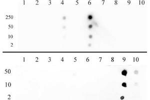 Dot Blot (DB) image for anti-Histone 3 (H3) (H3K27ac) antibody (ABIN2668475)