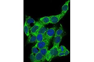 Immunofluorescence analysis of HepG2 cells using CD14 mouse mAb (green). (CD14 抗体  (AA 20-214))
