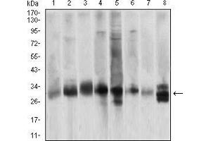 Western blot analysis using CASP3 mouse mAb against Hela (1), Jurkat (2), HepG2 (3), BCL-1 (4), C6 (5), SK-Br-3 (6), NIH/3T3 (7) and A549 (8) cell lysate. (Caspase 3 抗体  (AA 29-175))