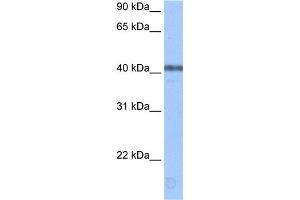 WB Suggested Anti-APOBEC3F Antibody Titration:  0. (APOBEC3F 抗体  (Middle Region))