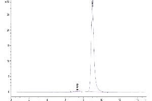 Size-exclusion chromatography-High Pressure Liquid Chromatography (SEC-HPLC) image for Notch 3 (NOTCH3) (AA 1378-1640) protein (His tag) (ABIN7275361)
