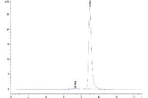 The purity of Human Notch 3 is greater than 95 % as determined by SEC-HPLC. (NOTCH3 Protein (AA 1378-1640) (His tag))