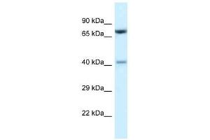 Western Blot showing Prmt7 antibody used at a concentration of 1. (PRMT7 抗体  (C-Term))