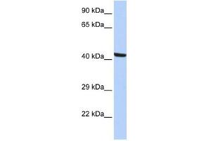 Kaptin antibody used at 1 ug/ml to detect target protein. (KPTN 抗体)