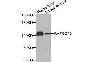Western blot analysis of extracts of mouse heart and mouse thymus tissues, using RAPGEF3 antibody.