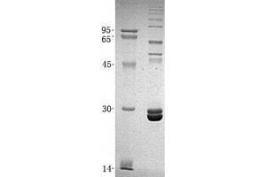 Validation with Western Blot (Peroxiredoxin 6 Protein (PRDX6) (His tag))