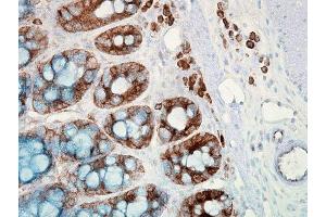 Immunohistochemistry (IHC) image for anti-Heat Shock Protein 90 (HSP90) antibody (Atto 488) (ABIN2481343)