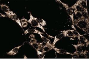 RSV-3T3 (Caspase 3 抗体  (AA 25-145))