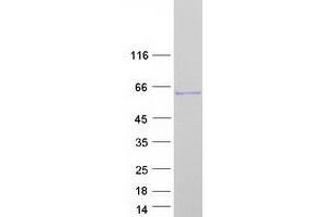Septin 8 Protein (SEPT8) (Transcript Variant 1) (Myc-DYKDDDDK Tag)