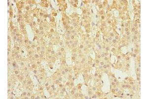 Immunohistochemistry of paraffin-embedded human adrenal gland tissue using ABIN7146516 at dilution of 1:100 (Calpain S1 抗体  (AA 69-268))