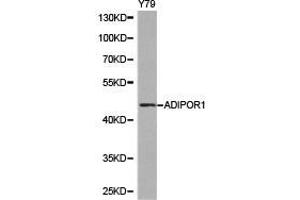Western Blotting (WB) image for anti-Adiponectin Receptor 1 (ADIPOR1) antibody (ABIN1870826) (Adiponectin Receptor 1 抗体)
