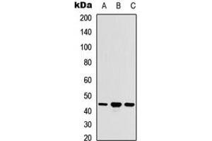 Western blot analysis of ACOT9 expression in HEK293T (A)