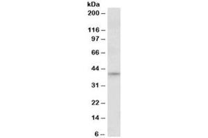 Western blot testing of NIH3T3 nuclear lysate with JUND antibody at 1ug/ml. (JunD 抗体)