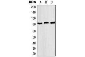 Western blot analysis of STAT4 (pY693) expression in MCF7 (A), mouse kidney (B), rat kidney (C) whole cell lysates. (STAT4 抗体  (C-Term, pTyr693))