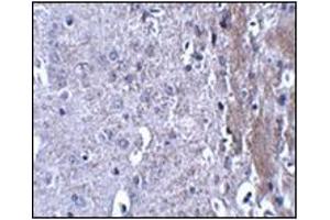 Immunohistochemistry of MATN4 in mouse brain tissue with this product at 2. (MATN4 抗体  (N-Term))
