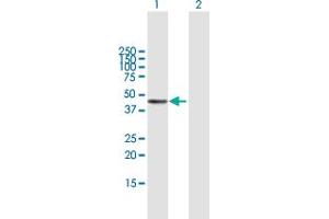 Western Blot analysis of PDGFC expression in transfected 293T cell line by PDGFC MaxPab polyclonal antibody. (PDGFC 抗体  (AA 1-345))