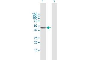 Western Blot analysis of PDGFC expression in transfected 293T cell line by PDGFC MaxPab polyclonal antibody.