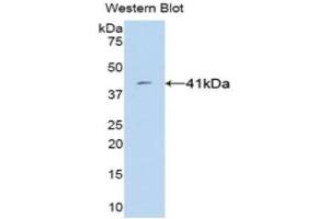 Western Blotting (WB) image for anti-VGF Nerve Growth Factor Inducible (VGF) (AA 330-449) antibody (ABIN3201570) (VGF 抗体  (AA 330-449))
