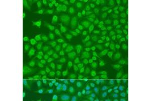 Immunofluorescence analysis of U2OS cells using PLEKHA1 Polyclonal Antibody at dilution of 1:100. (PLEKHA1 抗体)