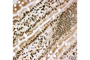 Anti-Lamin B1 antibody, IHC(F) IHC(F): Rat Intestine Tissue (Lamin B1 抗体  (C-Term))