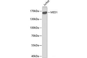 Western blot analysis of extracts of Jurkat cells using MED1 Polyclonal Antibody. (MED1 抗体)
