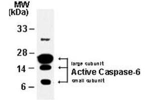 Western blot analysis of Caspase-6. (Caspase 6 抗体)
