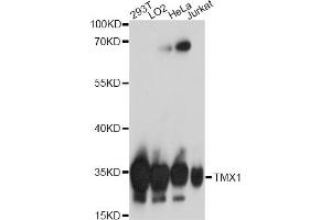 Western blot analysis of extracts of various cell lines, using TMX1 antibody (ABIN7270809) at 1:1000 dilution. (TMX1 抗体  (AA 210-280))