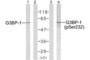 Western blot analysis of extracts from 293 cells using G3BP-1 (Ab-232) antibody (E021102, Lane 1 and 2) and G3BP-1 (phospho-Ser232) antibody (E011082, Lane 3 and 4).