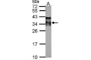 WB Image Sample (50 ug of whole cell lysate) A: mouse testis 12% SDS PAGE antibody diluted at 1:10000 (ACRV1 抗体)