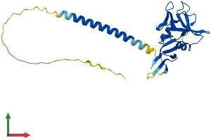 Protein Structure (PS) image for C-Type Lectin Domain Family 4, Member A (CLEC4A) (AA 1-238) protein (His tag) (ABIN7561809)