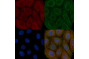 p130 Cas Mouse Monoclonal Antibody staining Hela cells by IF/ICC.