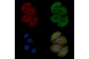 ABIN6258826 and ABIN6275955 staining Hela cells(45 min of heat-shock) by IF/ICC. (O3FAR1 抗体  (Internal Region))