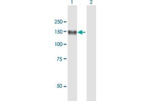 Western Blot analysis of LNPEP expression in transfected 293T cell line by LNPEP MaxPab polyclonal antibody. (LNPEP 抗体  (AA 1-1025))