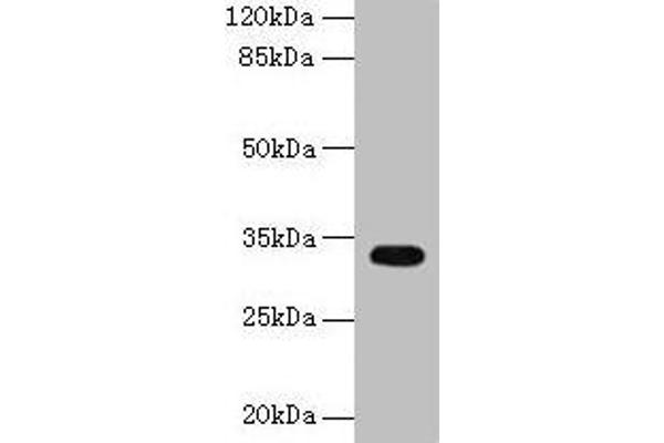 CYB5R2 antibody  (AA 1-237)