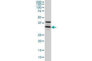 Western Blotting (WB) image for anti-Syntaxin 5 (STX5) (AA 1-100) antibody (ABIN563061)