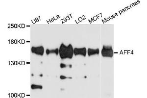 Western blot analysis of extract of various cells, using AFF4 antibody. (AFF4 抗体)