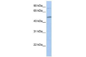 FAM20C antibody used at 1 ug/ml to detect target protein. (FAM20C 抗体  (C-Term))