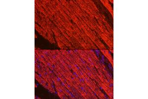 Immunofluorescence (IF) image for anti-Myosin Heavy Chain 1, Skeletal Muscle, Adult (MYH1) (AA 1-100) antibody (ABIN6144230)