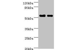 Western blot All lanes: SHMT1 antibody at 7 μg/mL Lane 1: Hela whole cell lysate Lane 2: HepG2 whole cell lysate Secondary Goat polyclonal to rabbit IgG at 1/10000 dilution Predicted band size: 54, 50, 45, 38 kDa Observed band size: 54 kDa (SHMT1 抗体  (AA 324-483))